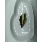 Vlinder vleugel nr 5